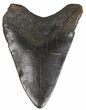 Bargain, Megalodon Tooth - North Carolina #54752-1